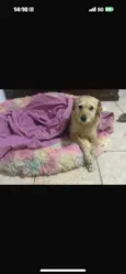 Xuxa 