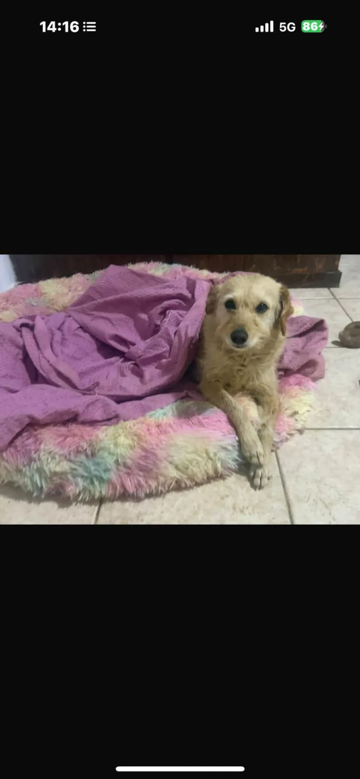 Cachorro ra a SRD-ViraLata idade 2 anos nome Xuxa 