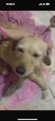 Xuxa 