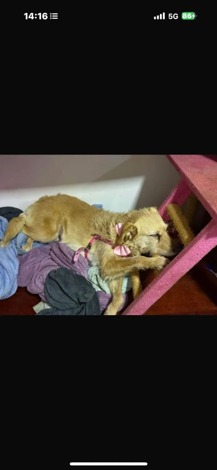 Cachorro ra a SRD-ViraLata idade 2 anos nome Xuxa 
