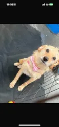 Xuxa 