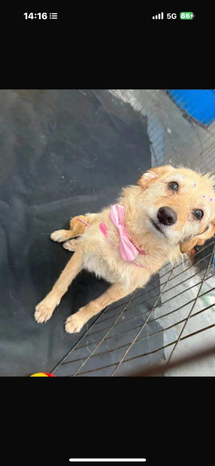 Cachorro ra a SRD-ViraLata idade 2 anos nome Xuxa 