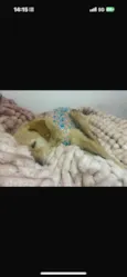 Xuxa 
