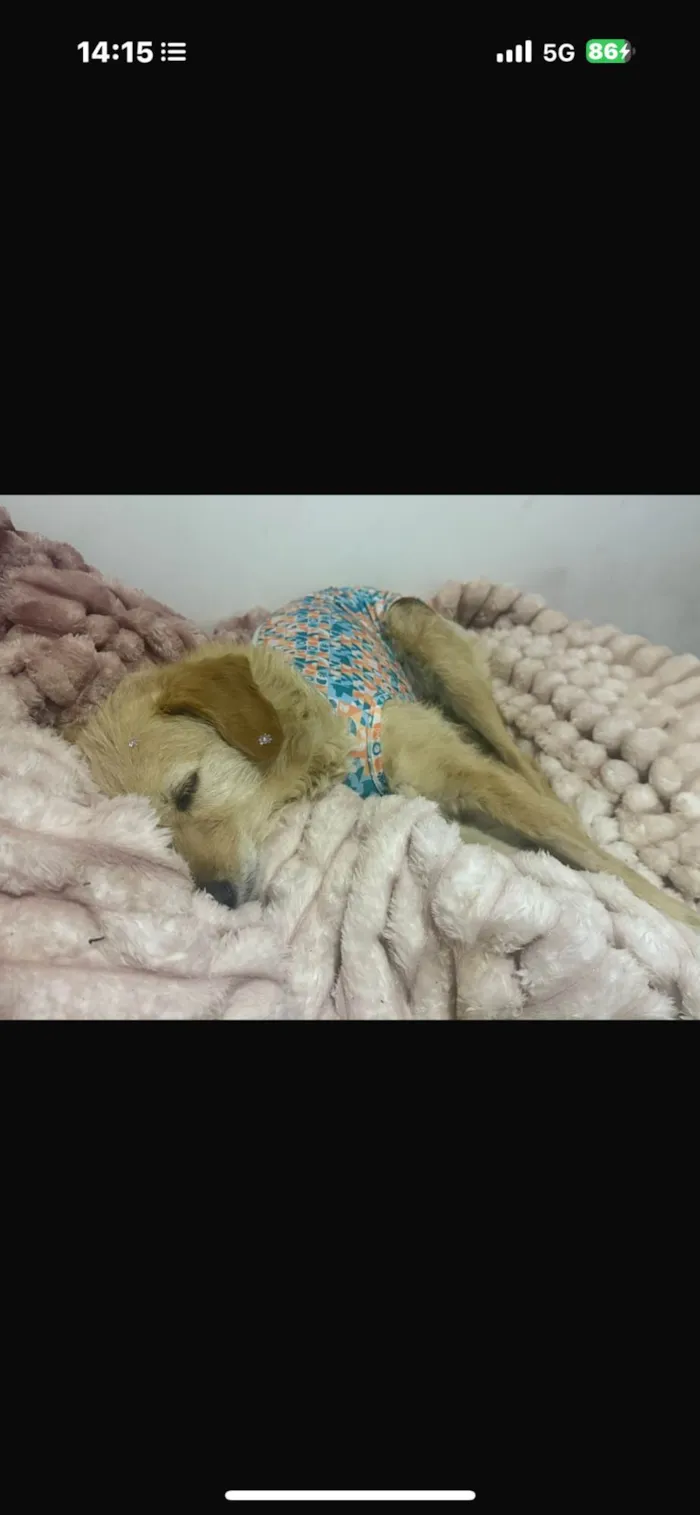 Cachorro ra a SRD-ViraLata idade 2 anos nome Xuxa 