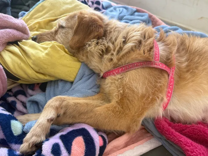 Cachorro ra a SRD-ViraLata idade 2 anos nome Xuxa 