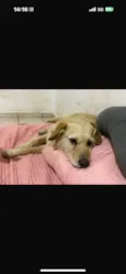 Xuxa 
