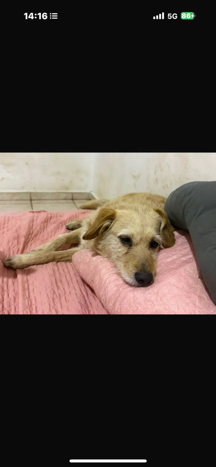 Cachorro ra a SRD-ViraLata idade 2 anos nome Xuxa 
