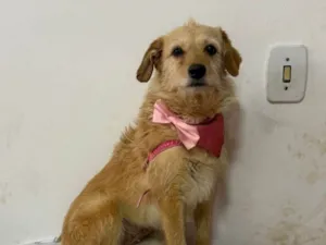Cachorro raça SRD-ViraLata idade 2 anos nome Xuxa 