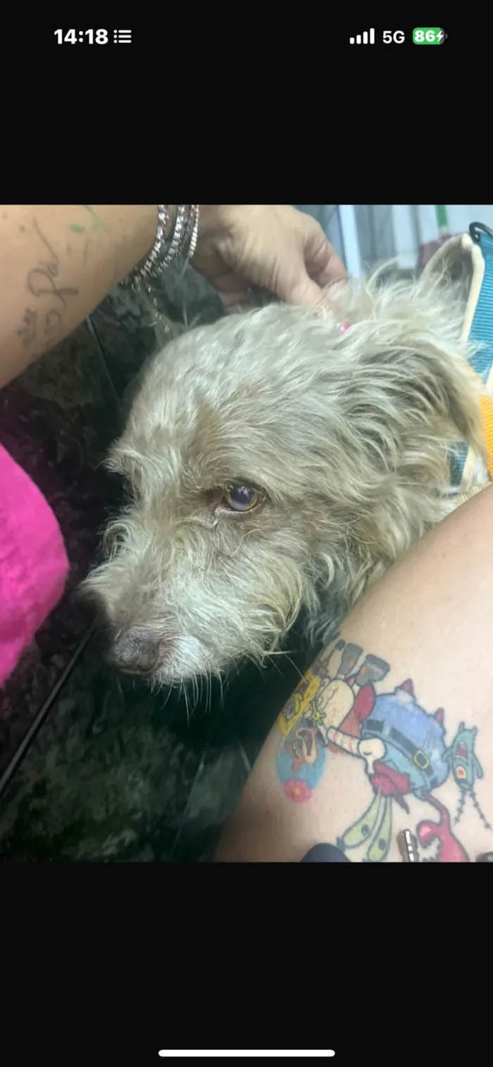 Cachorro ra a SRD-ViraLata idade 2 anos nome Mike 
