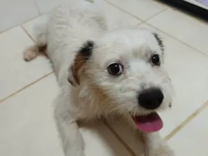 Cachorro raça SRD-ViraLata idade 2 anos nome Sem nome