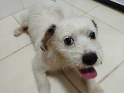 Cachorro raça SRD-ViraLata idade 2 anos nome Sem nome