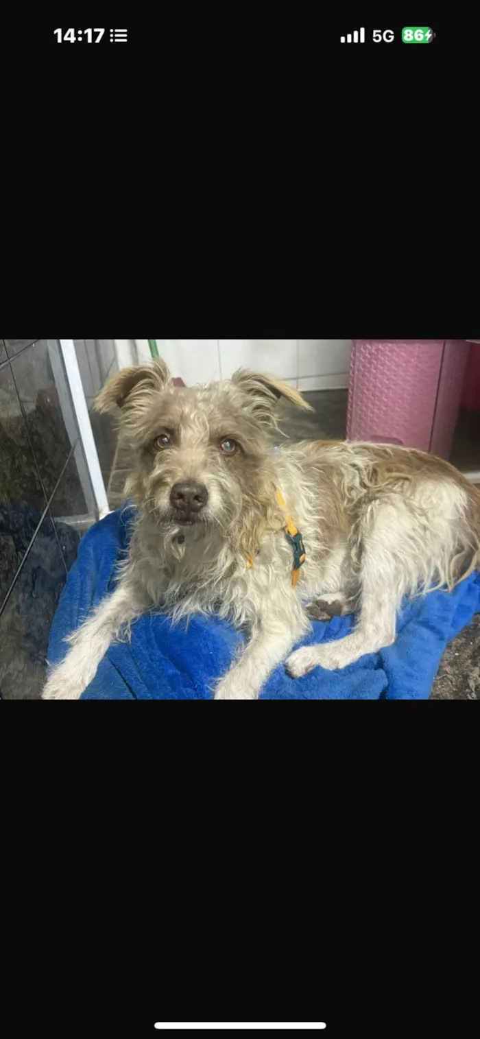 Cachorro ra a SRD-ViraLata idade 2 anos nome Mike 