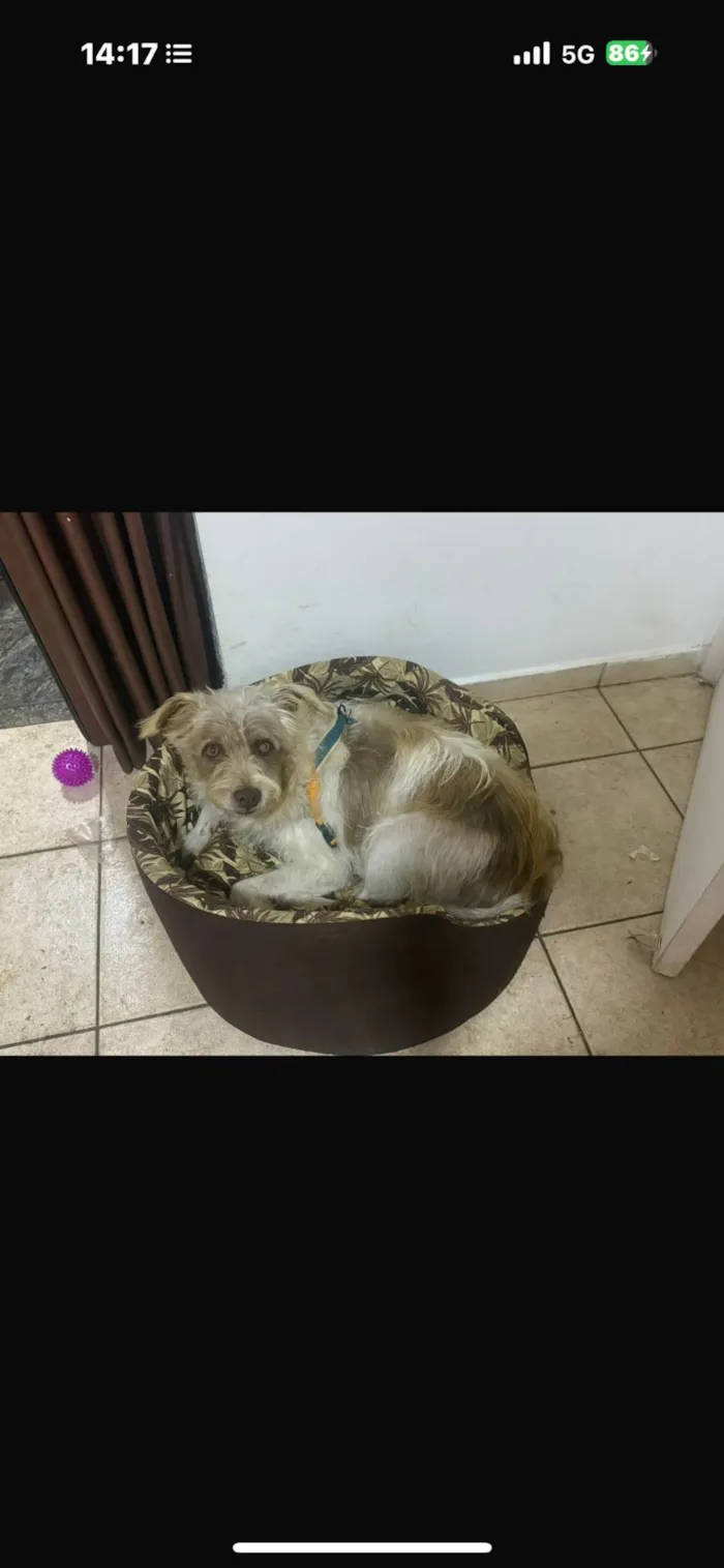 Cachorro ra a SRD-ViraLata idade 2 anos nome Mike 