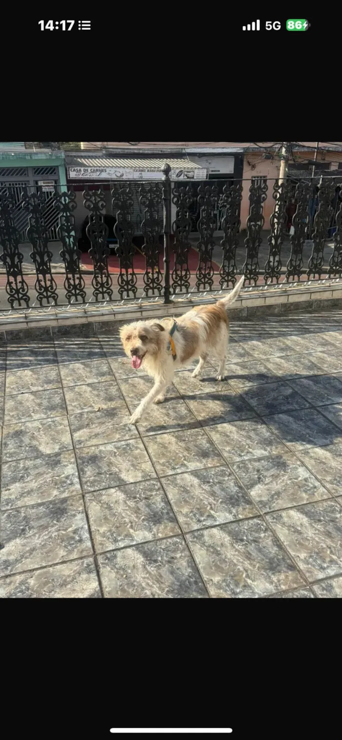 Cachorro ra a SRD-ViraLata idade 2 anos nome Mike 