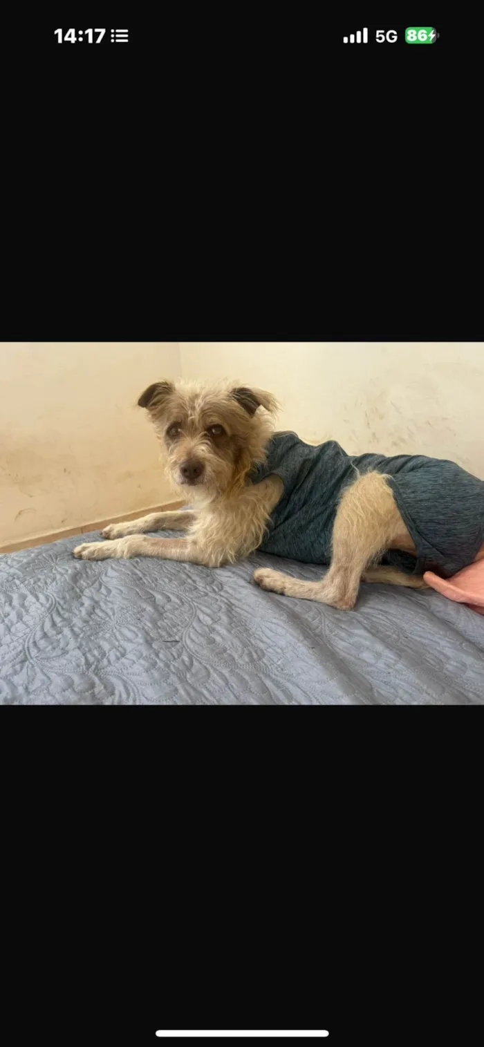 Cachorro ra a SRD-ViraLata idade 2 anos nome Mike 