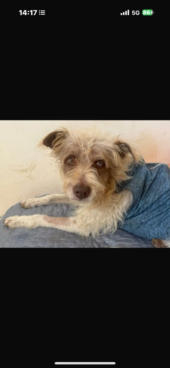 Cachorro ra a SRD-ViraLata idade 2 anos nome Mike 