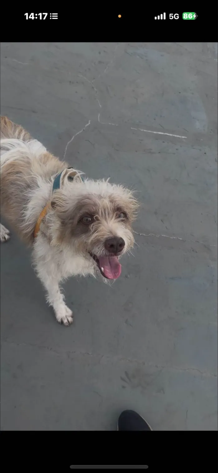Cachorro ra a SRD-ViraLata idade 2 anos nome Mike 