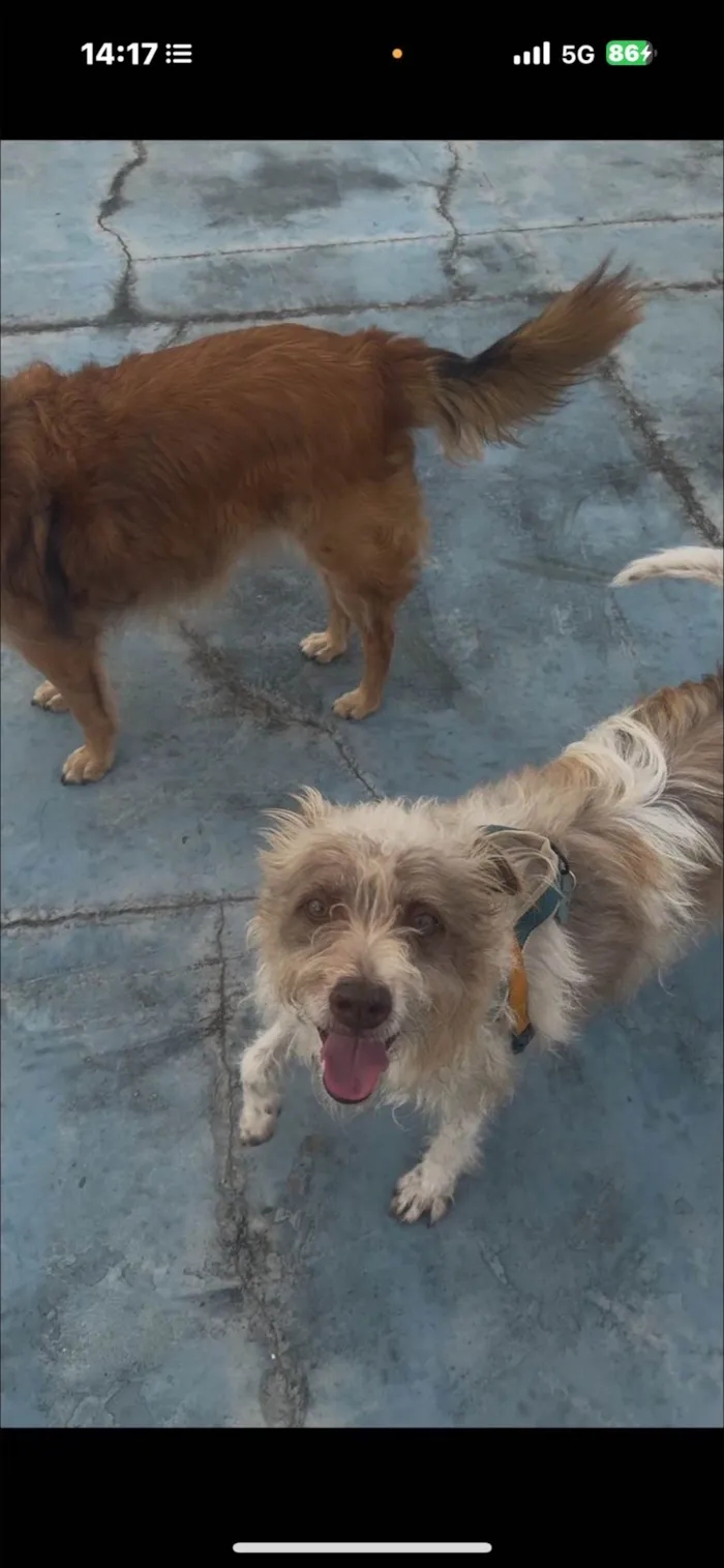 Cachorro ra a SRD-ViraLata idade 2 anos nome Mike 