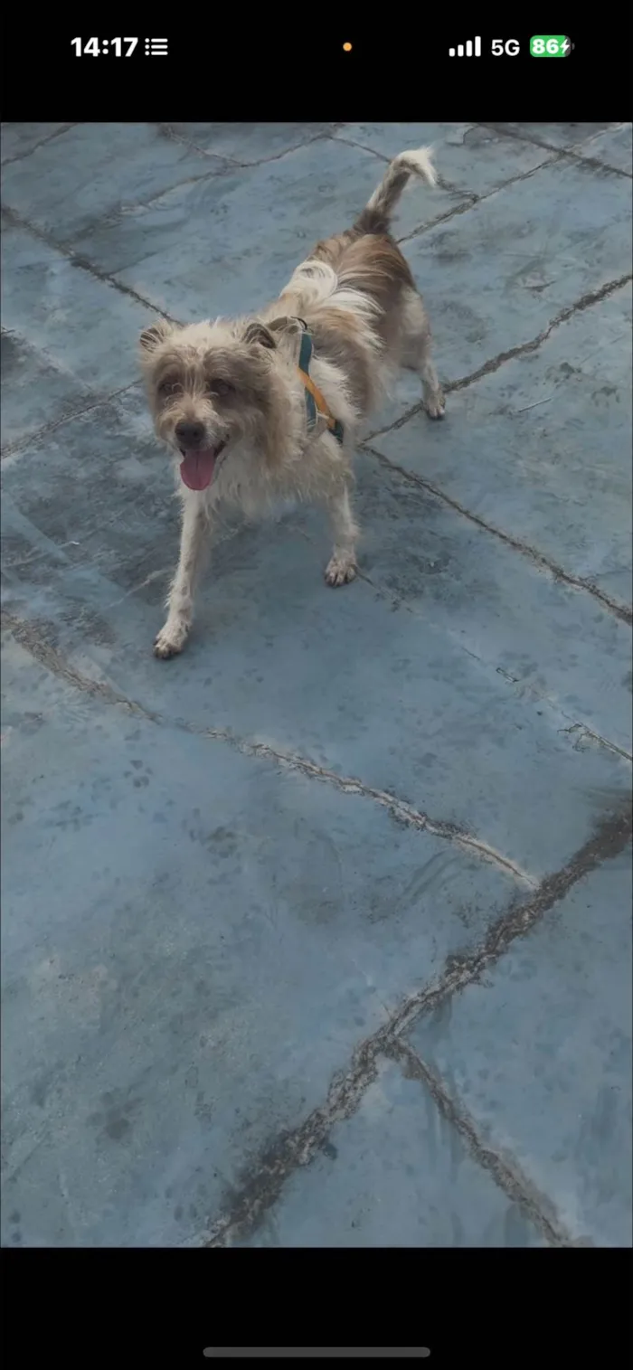 Cachorro ra a SRD-ViraLata idade 2 anos nome Mike 