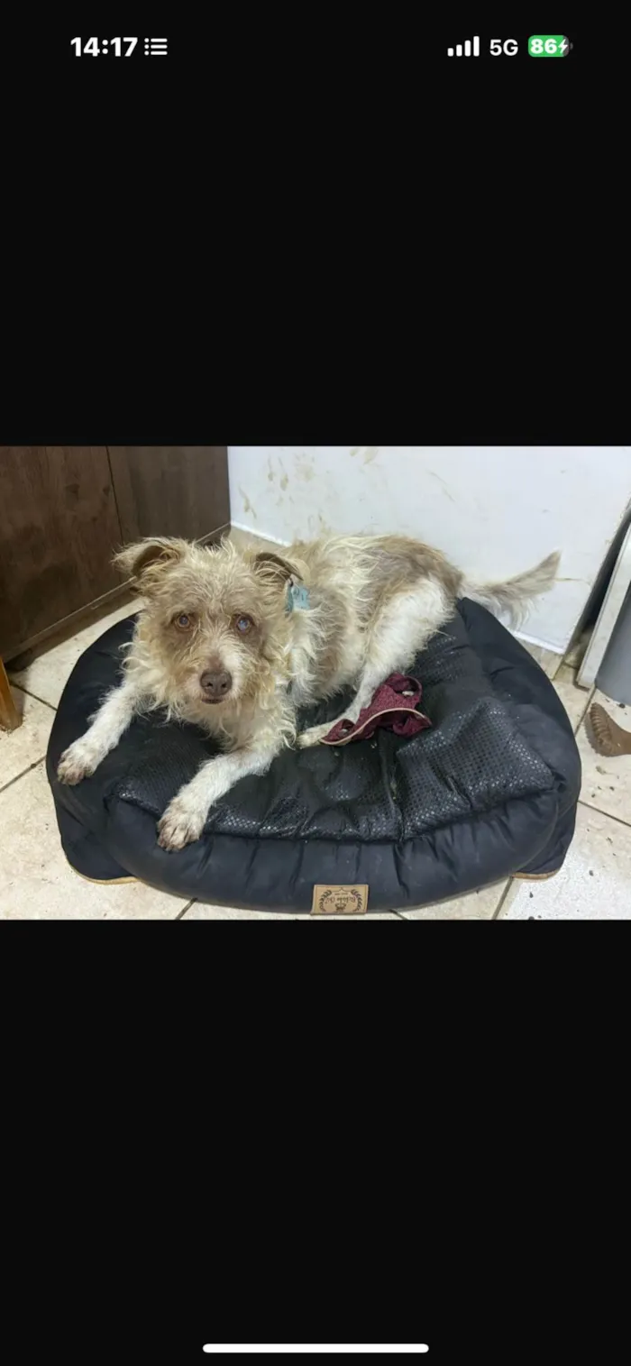 Cachorro ra a SRD-ViraLata idade 2 anos nome Mike 