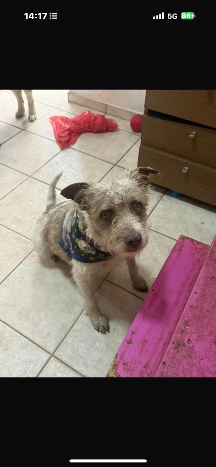 Cachorro ra a SRD-ViraLata idade 2 anos nome Mike 