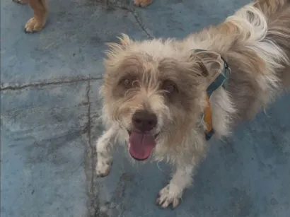 Cachorro raça SRD-ViraLata idade 2 anos nome Mike 