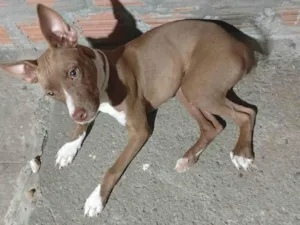 Cachorro raça SRD-ViraLata idade 7 a 11 meses nome Frida
