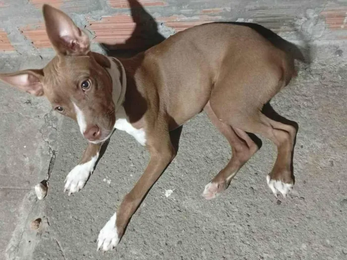 Cachorro raça SRD-ViraLata idade 7 a 11 meses nome Frida