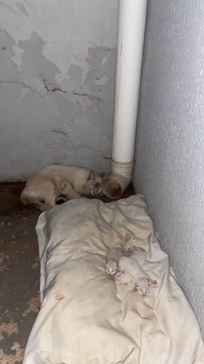 Gato ra a Siamês idade Abaixo de 2 meses nome Lolo
