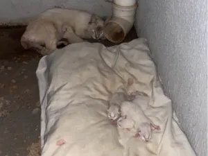 Gato raça Siamês idade Abaixo de 2 meses nome Lolo