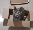 Pandora