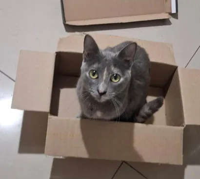 Gato raça SRD-ViraLata idade 1 ano nome Pandora