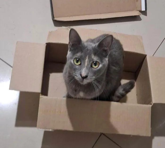 Gato ra a SRD-ViraLata idade 1 ano nome Pandora