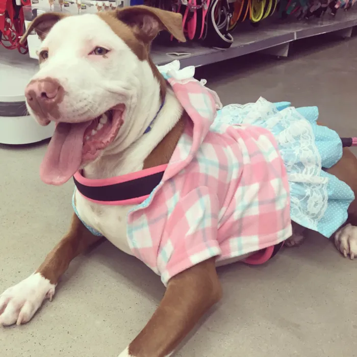 Cachorro ra a Pit-Bull idade 6 ou mais anos nome Joy 