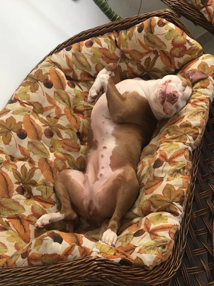 Cachorro ra a Pit-Bull idade 6 ou mais anos nome Joy 