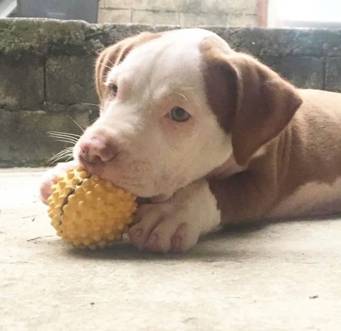 Cachorro ra a Pit-Bull idade 6 ou mais anos nome Joy 