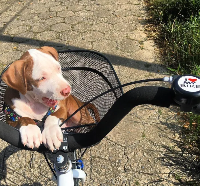 Cachorro ra a Pit-Bull idade 6 ou mais anos nome Joy 