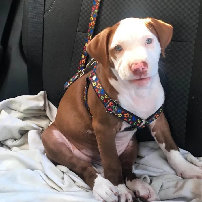 Cachorro ra a Pit-Bull idade 6 ou mais anos nome Joy 