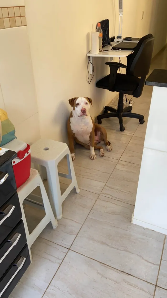 Cachorro ra a Pit-Bull idade 6 ou mais anos nome Joy 