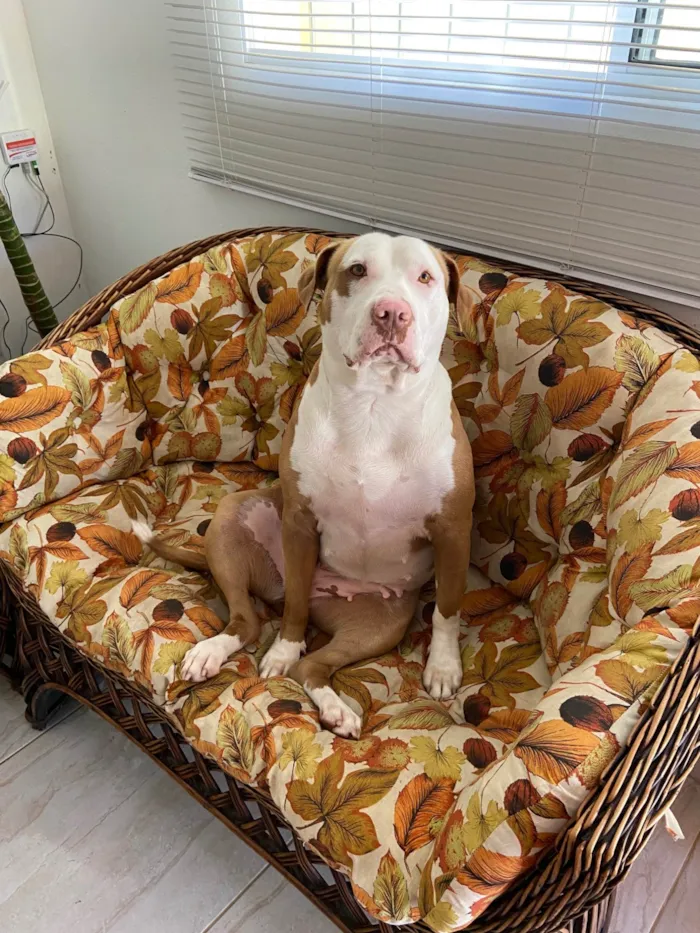 Cachorro ra a Pit-Bull idade 6 ou mais anos nome Joy 
