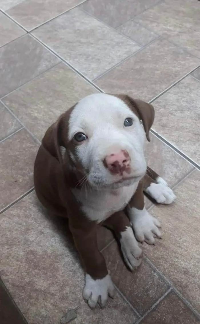 Cachorro ra a Pit-Bull idade 6 ou mais anos nome Joy 