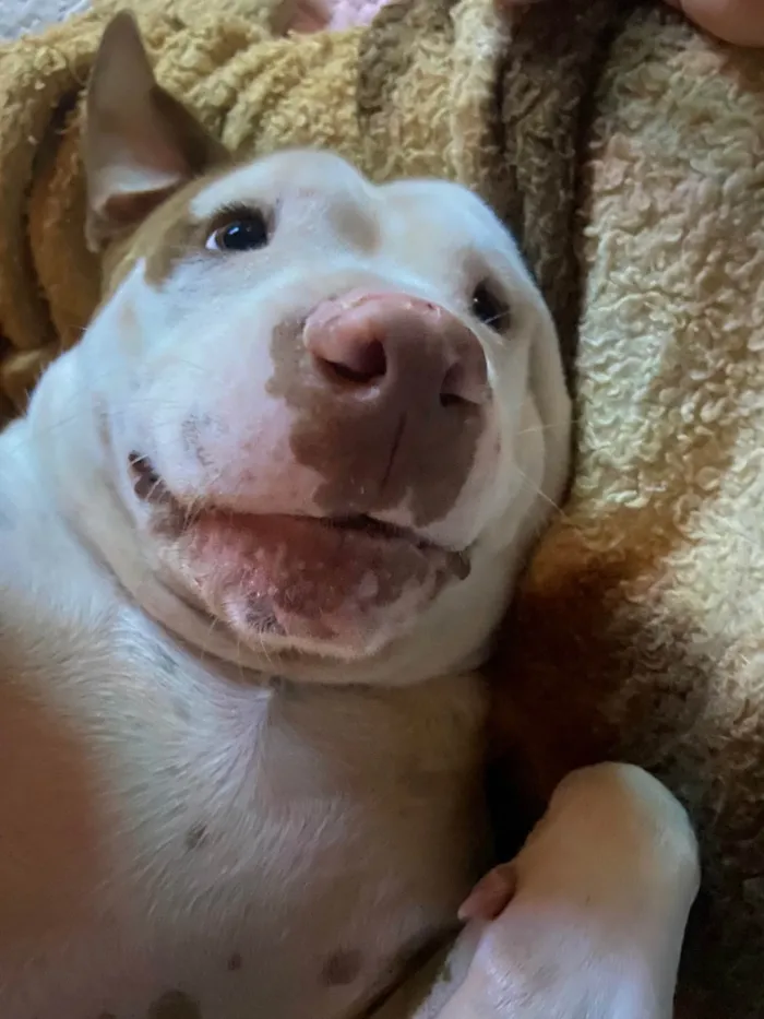 Cachorro ra a Pit-Bull idade 6 ou mais anos nome Joy 