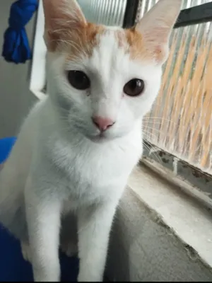 Gato raça SRD-ViraLata idade 2 anos nome Oggie