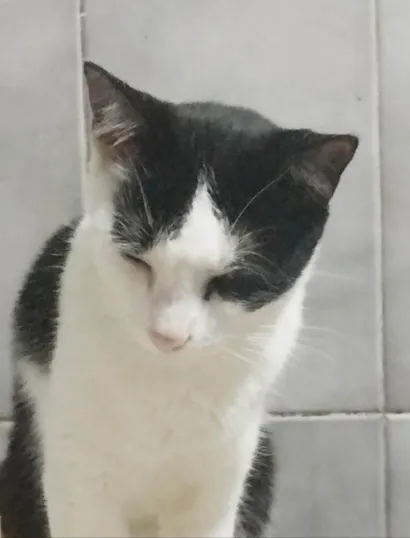 Gato raça SRD-ViraLata idade 3 anos nome Mewtwo