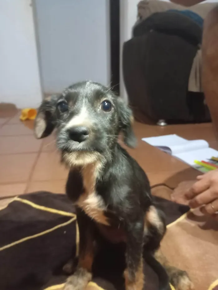 Cachorro ra a SRD-ViraLata idade 2 a 6 meses nome Jade