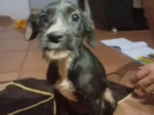 Cachorro raça SRD-ViraLata idade 2 a 6 meses nome Jade