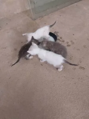 Gato raça SRD-ViraLata idade 2 a 6 meses nome Petisco 