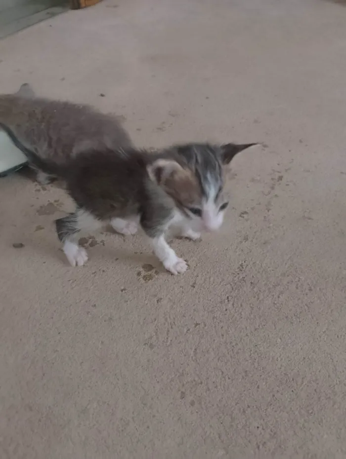 Gato ra a SRD-ViraLata idade 2 a 6 meses nome Pitaia