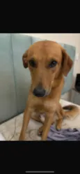 Maizena