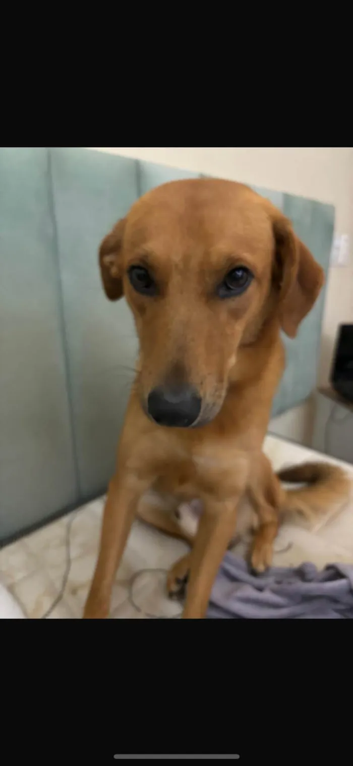 Cachorro ra a SRD-ViraLata idade 1 ano nome Maizena